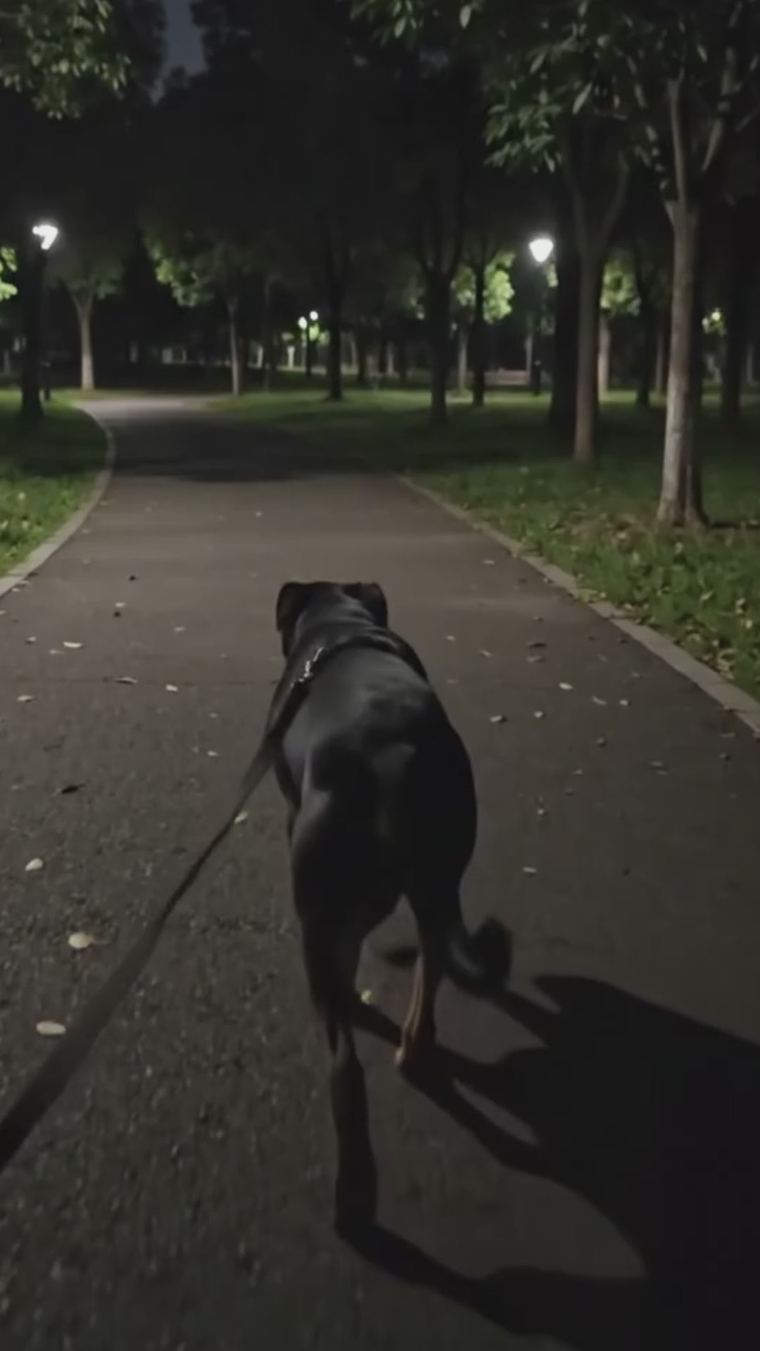 Chaleco LED Ajustable para Mascotas – Alta Visibilidad para Paseos Nocturnos